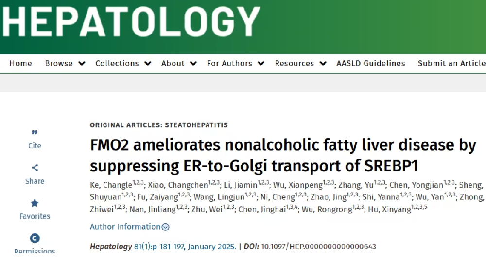 Hepatology：浙江大学胡新央/吴荣荣合作揭示FMO2改善非酒精性脂肪肝的策略机制